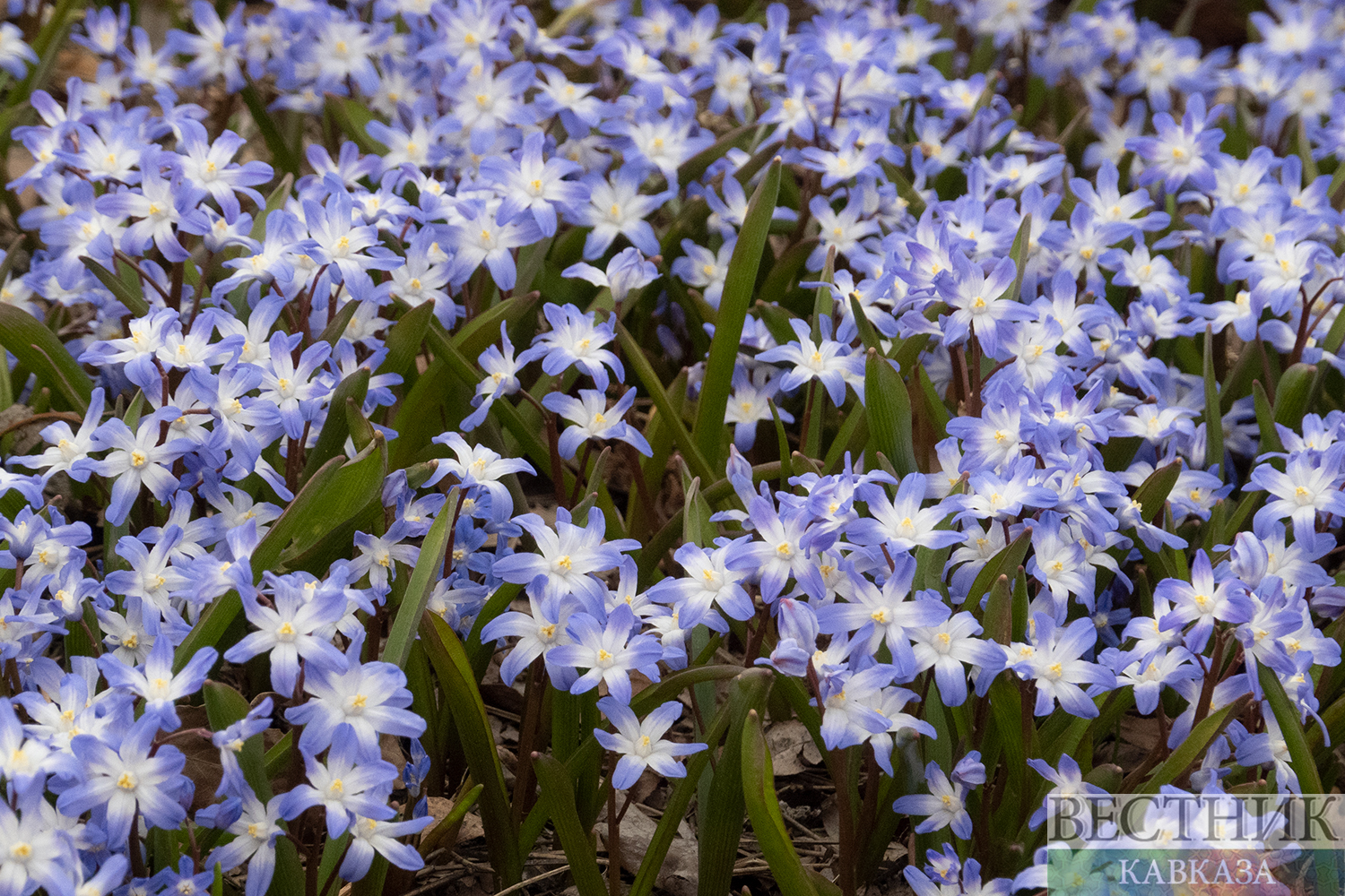 ����: vestikavkaza.ru