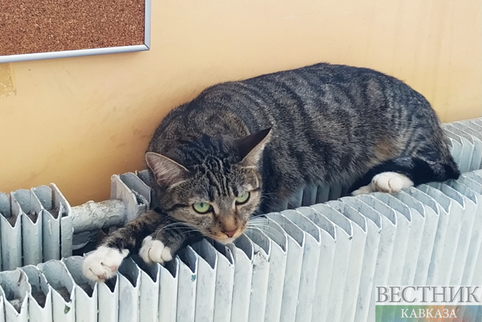 ����: vestikavkaza.ru