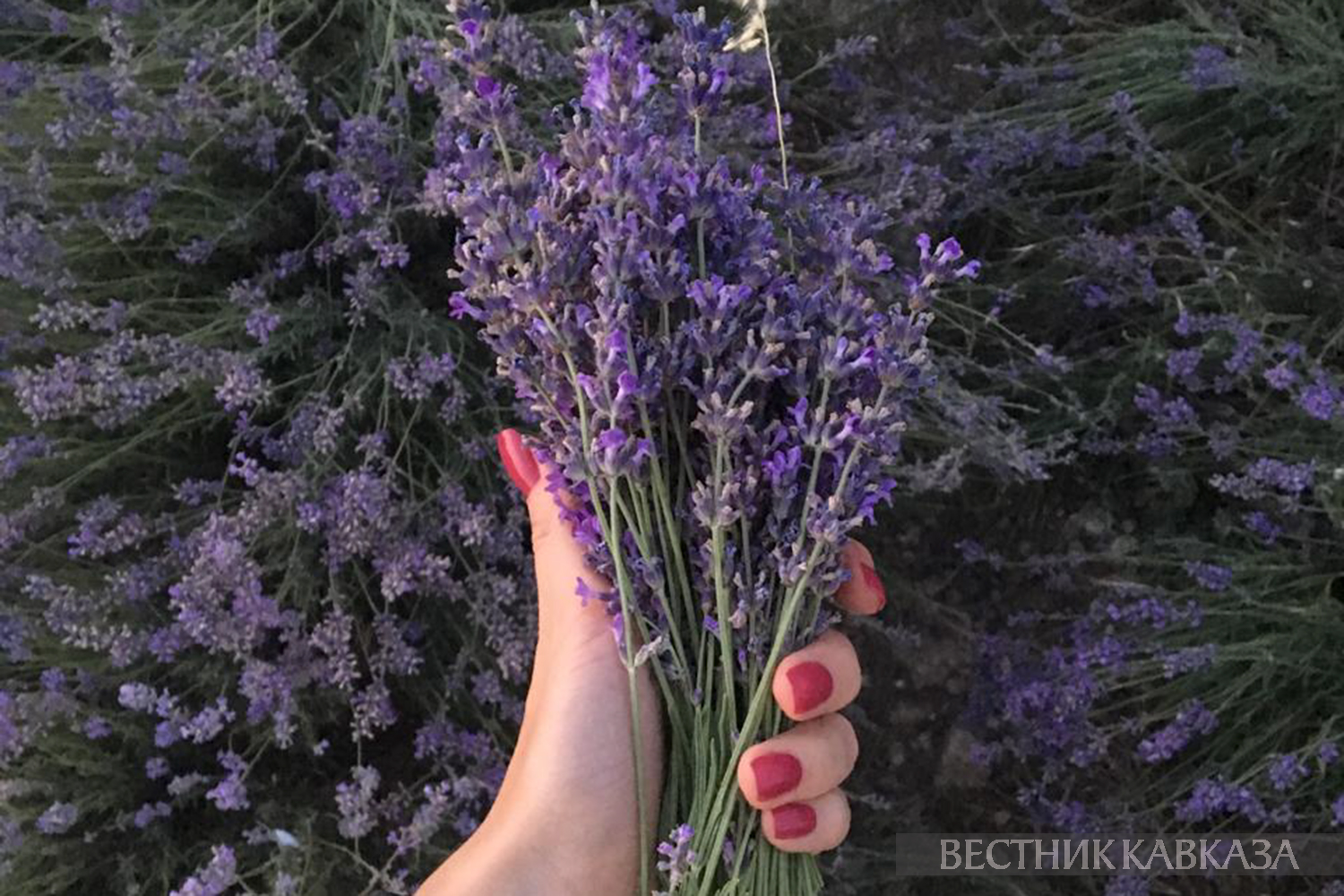 ����: vestikavkaza.ru