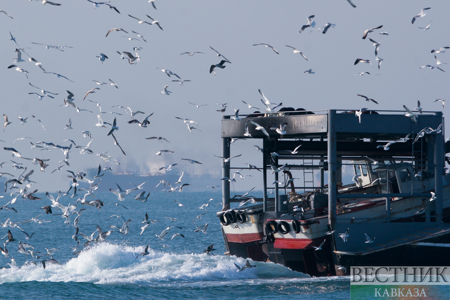 ����: vestikavkaza.ru