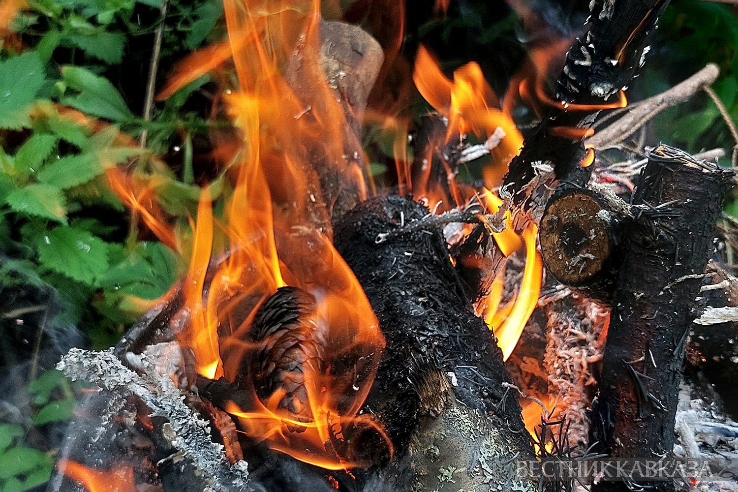 ����: vestikavkaza.ru