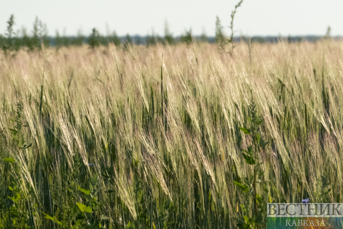 Фото: vestikavkaza.ru