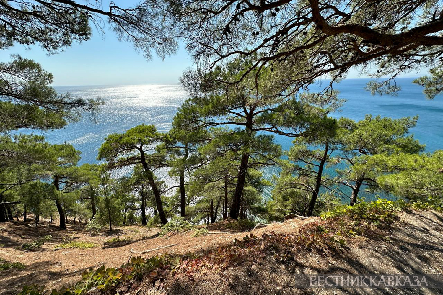 ����: vestikavkaza.ru