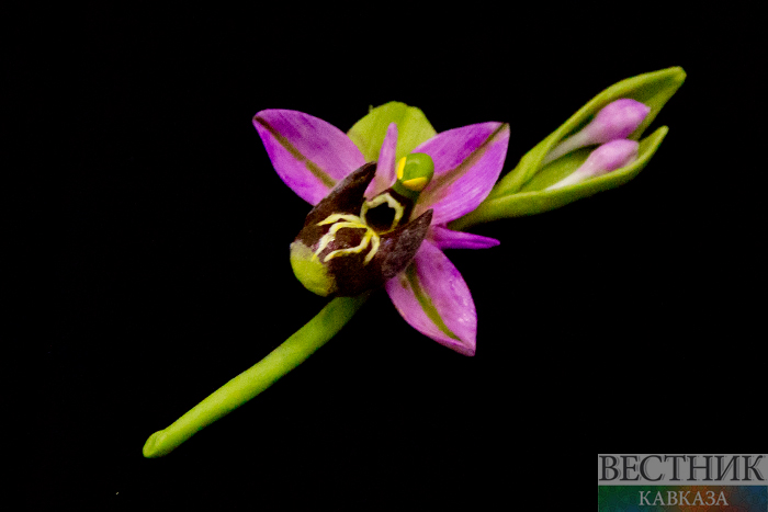 ����: vestikavkaza.ru