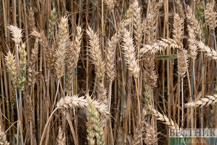 ����: vestikavkaza.ru