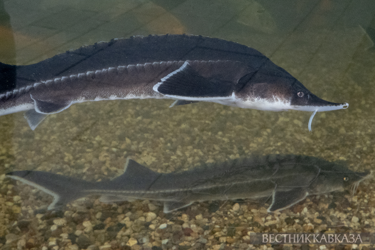 ����: vestikavkaza.ru