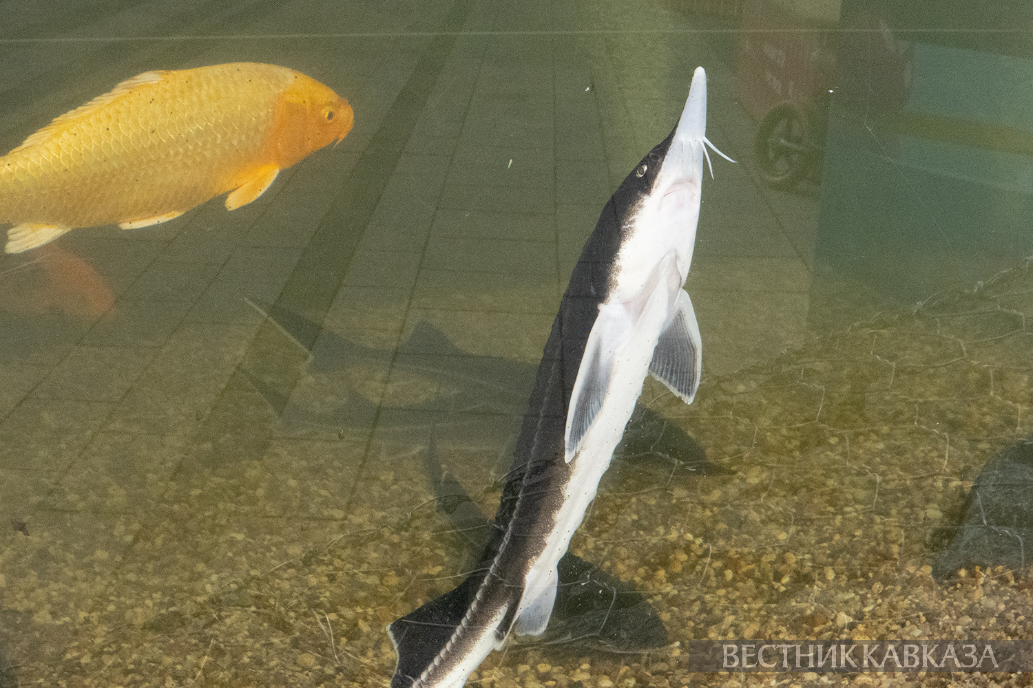 ����: vestikavkaza.ru