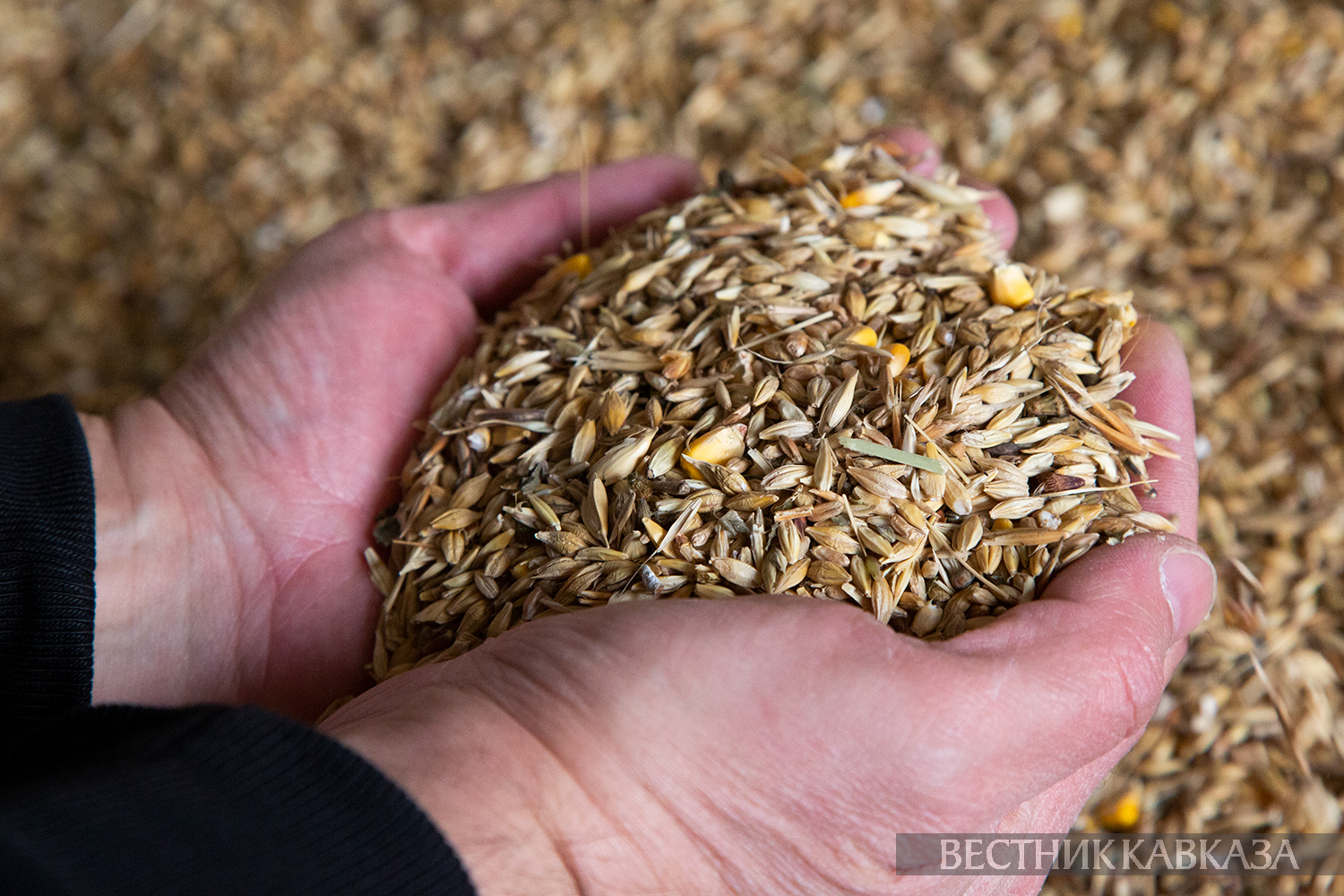 Фото: vestikavkaza.ru