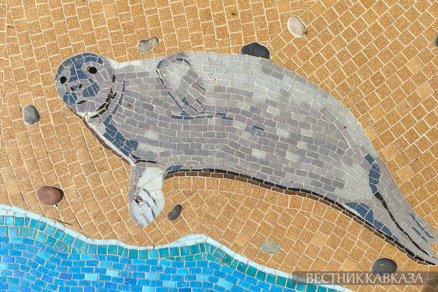 ����: vestikavkaza.ru