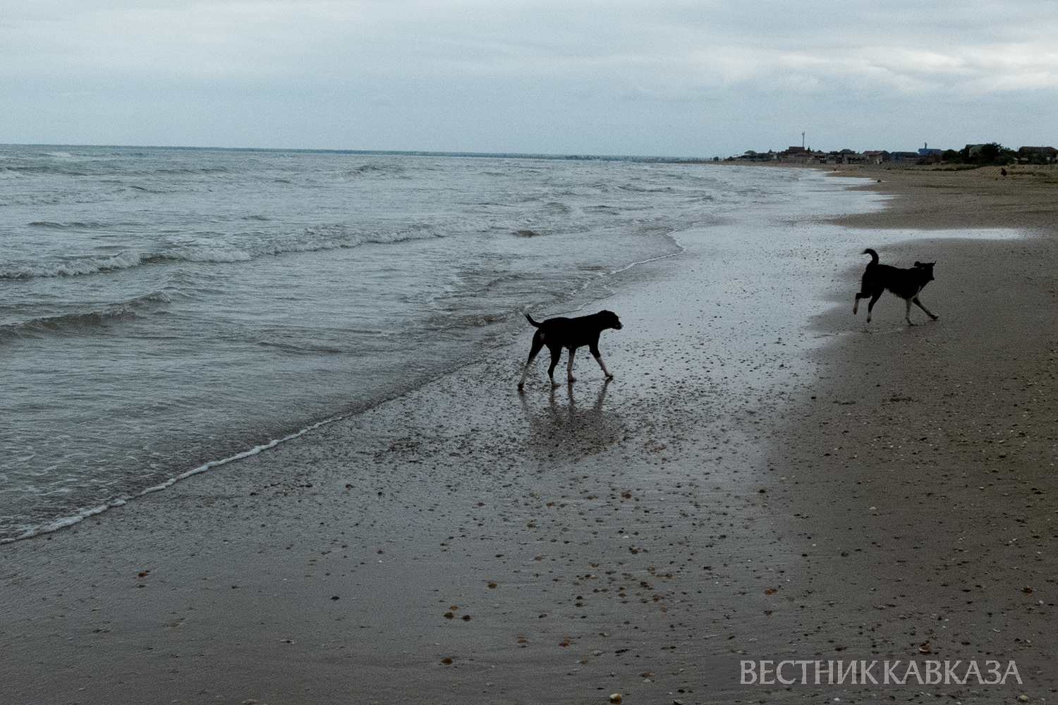 ����: vestikavkaza.ru