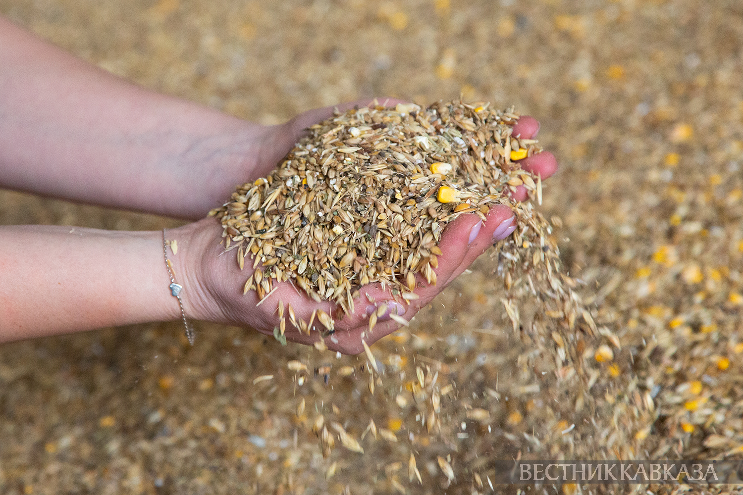 ����: vestikavkaza.ru