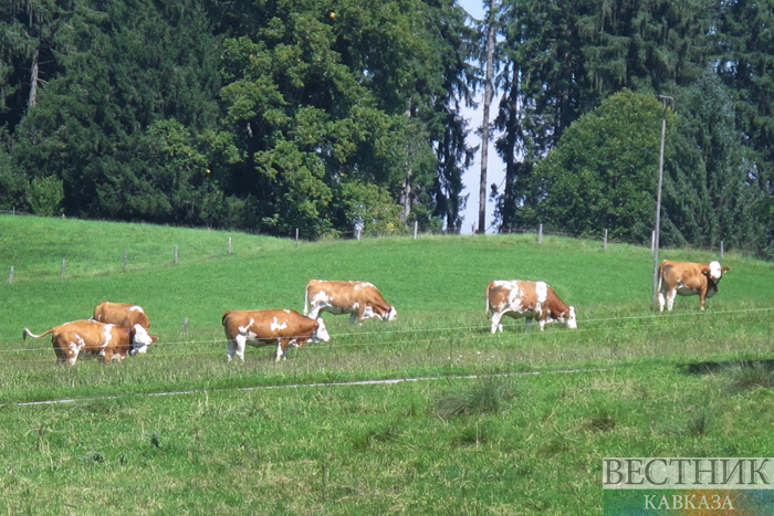 ����: vestikavkaza.ru