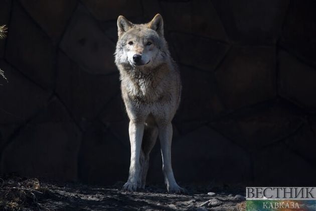 Волки убили десятки голов мелкого рогатого скота в Свердлове