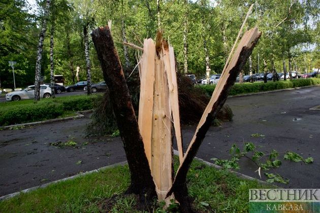 Сильный ветер повалил деревья в Ереване