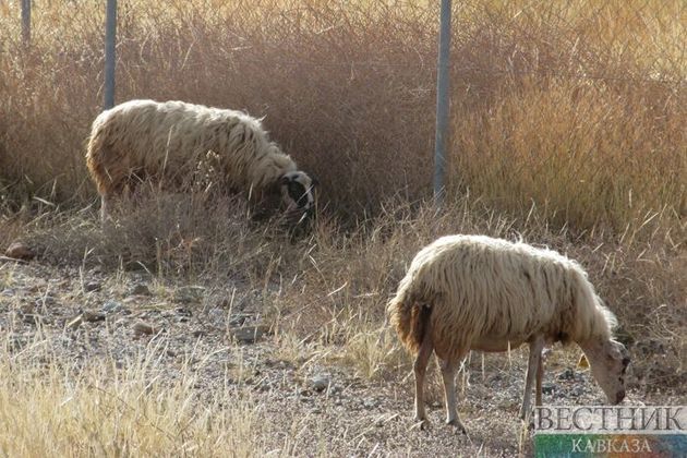 Более ста овец и коров погибли от поджога в Казахстане