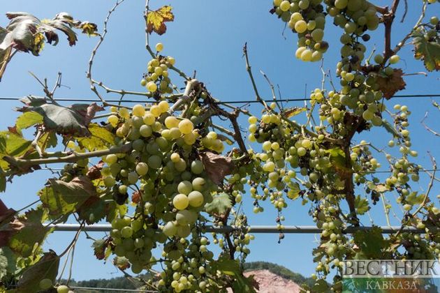 Зурабишвили расскажет в ООН о грузинском винограде 