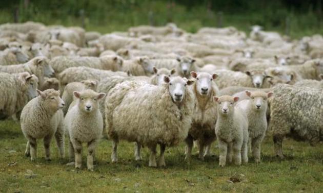 Ингушетия закупит овец в Дагестане