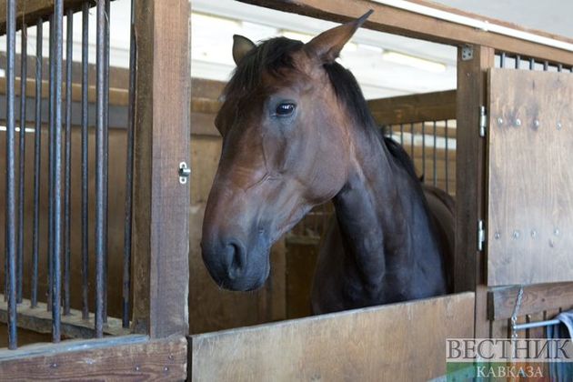 Похищенную лошадь вернули хозяину полицейские в Кабардино-Балкарии
