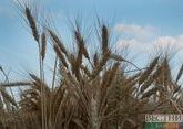 Северная Корея получила от России 25 тыс тонн пшеницы в качестве гуманитарной помощи
