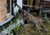 Переднеазиатский леопард погиб в Северной Осетии от рук браконьеров