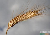 Россия завершила поставку пшеницы в страны Африки