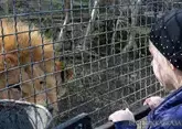 Настоящий лев укусил женщину в Дагестане