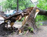 В азербайджанском Шеки рухнула ветка 500-летнего чинара, есть пострадавшие