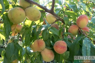 Аграрии КЧР высадили первый экспериментальный персиковый сад