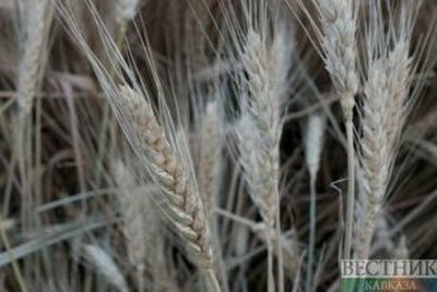 Индия будет поставлять пшеницу на азербайджанский рынок