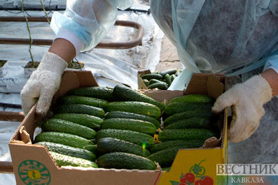 Фермер-мошенник нажился на несуществующих овощах на Ставрополье