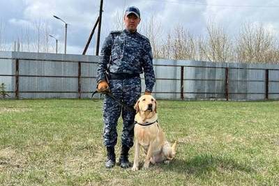 Опий в диване нашла полицейская собака в Казахстане