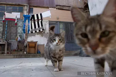  Бакинские коты: пушистые и вальяжные – настоящие хозяева Баку