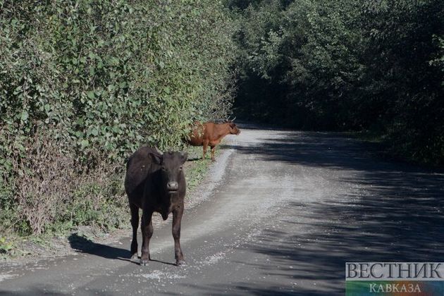 Жителя Махачкалы оштрафовали за незаконный выпас скота в городе