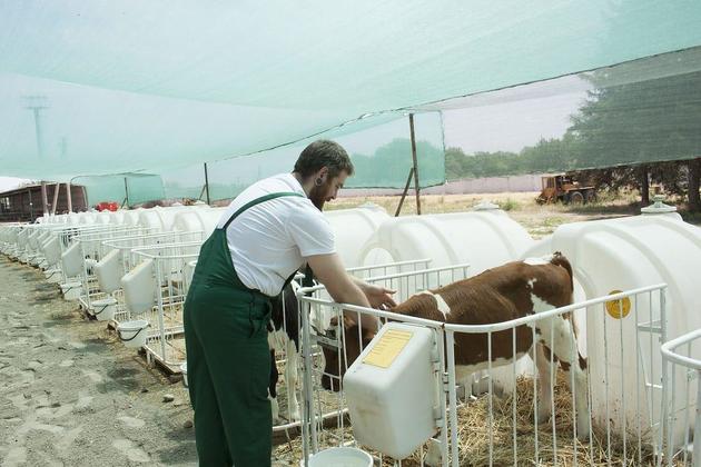 "Двойных" надоев молока добился создатель роботизированной фермы в Кабардино-Балкарии