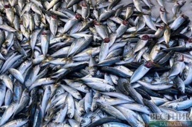 Массовой гибелью рыбы в Чограйском водохранилище заинтересовалась прокуратура 