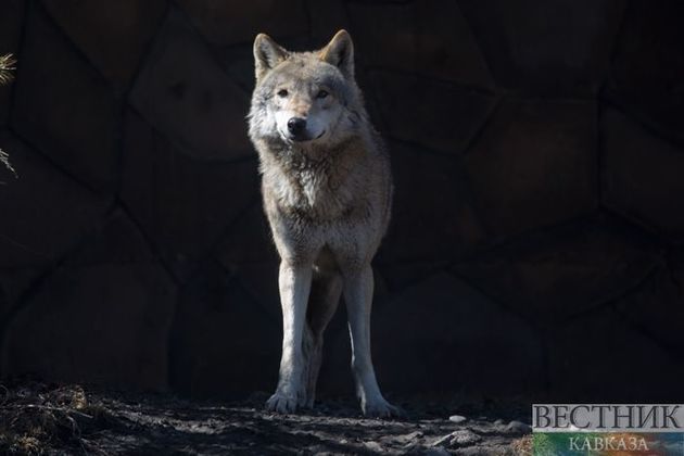 Волк забрел в многоэтажку в казахстанском Экибастузе