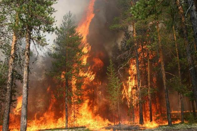 Дагестан готовится к лесным пожарам