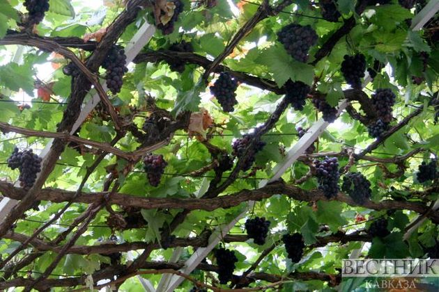Кубань удвоила площади виноградопригодных земель 