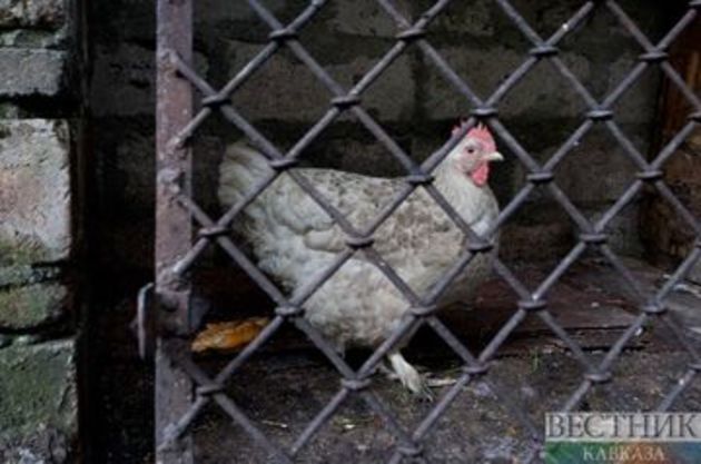 Птичий грипп вызвал карантин в Дагестане