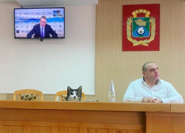 Кот из мэрии Невинномысска завел аккаунт в Instagram (ФОТО)