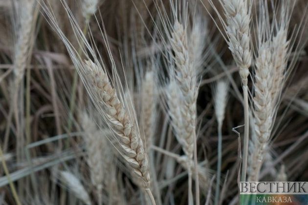 Ставропольские аграрии увеличивают площадь применения биоземледелия