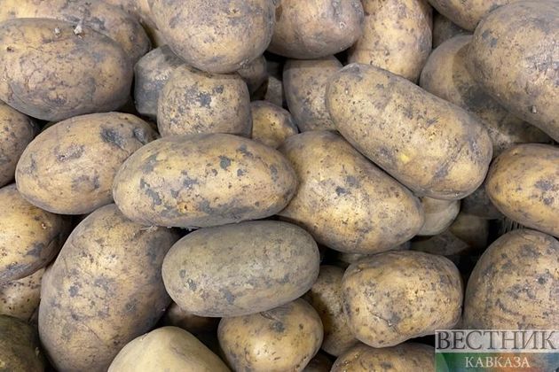 Крупнейшим поставщиком картофеля в Беларусь оказалась Украина