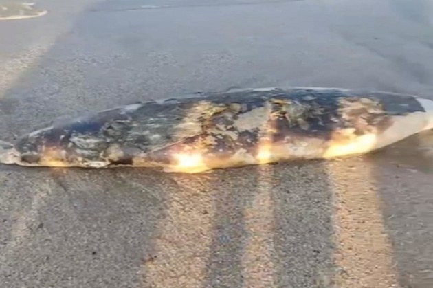 В Дагестане вновь были обнаружены мертвые тюлени 