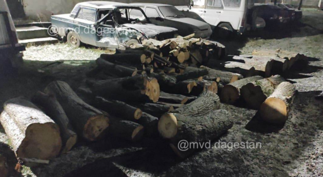 Житель Дагестана незаконно срубил деревья на 200 тысяч рублей