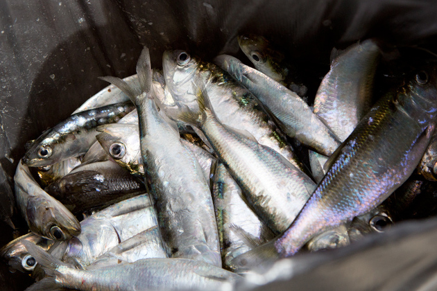Россия приостановила вылов рыбы в Азовском море из-за риска провокаций