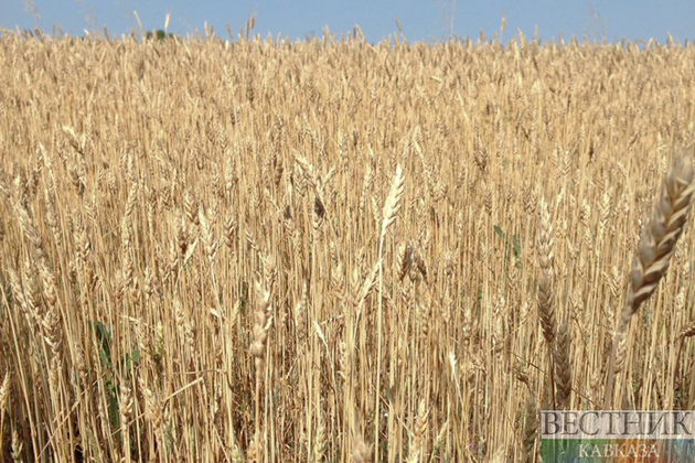 Индия запретила экспортировать пшеницу