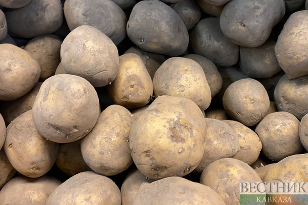 Ингушетия нарастила площадь посевов картофеля