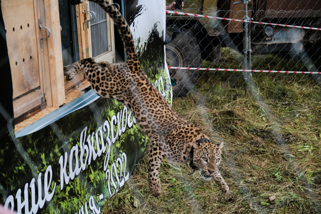 Леопарды осваиваются в Северной Осетии