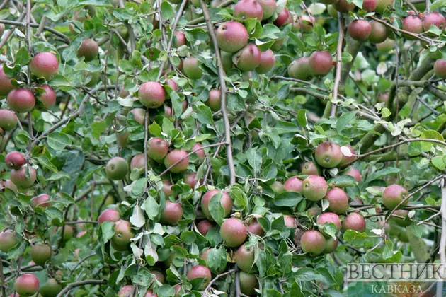 Аграрии СКФО будут выращивать фрукты из осетинских саженцев