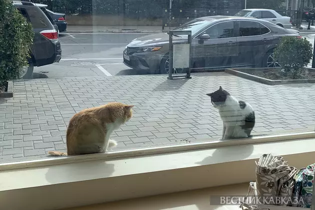 Кошки в Баку